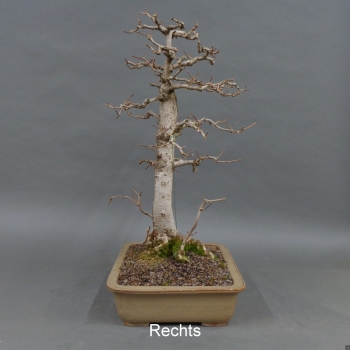 Preview: Bonsai Acer campestre von rechts
