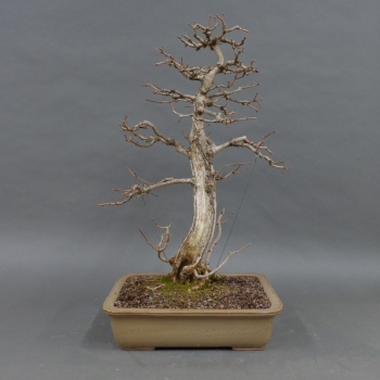 Bonsai Acer campestre