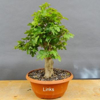 Pre-Bonsai, Acer ginnala, Feuerahorn