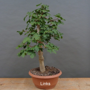 Preview: Pre-Bonsai, Acer ginnala, Feuerahorn