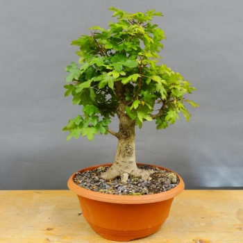 Pre-Bonsai, Acer ginnala, Feuerahorn