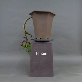 Preview: Fichte, Picea, hinten