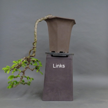 Preview: Fichte, Picea, links