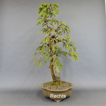 Fichte, Picea rechts