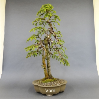 Gemeine Fichte - Picea abies 7
