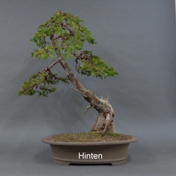 Preview: Fichte, Picea rechts