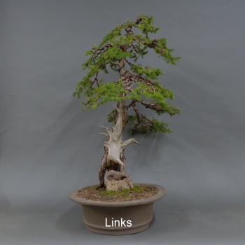 Preview: Fichte, Picea