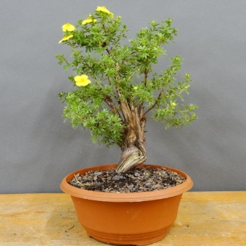Potentilla, Fingerstrauch, Bonsai
