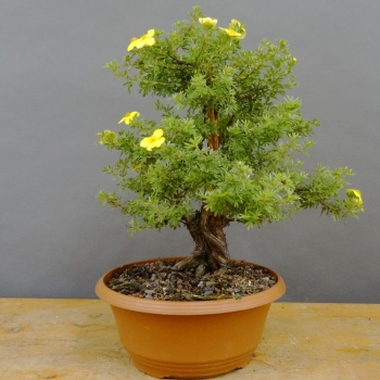 Potentilla, Fingerstrauch, Bonsai