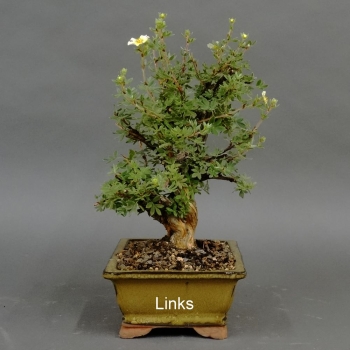 Fingerstrauch, gelb, Potentilla