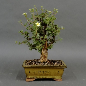 Fingerstrauch, gelb, Potentilla