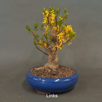 Preview: Forsythie, Goldglöckchen, Bonsai
