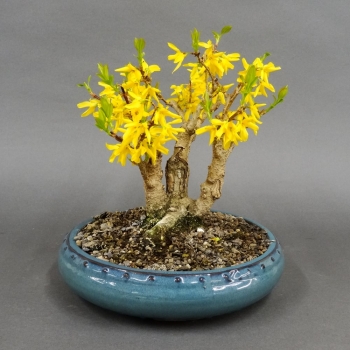 Forsythie, Goldglöckchen, Bonsai