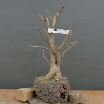 Ginkgo biloba Bonsai