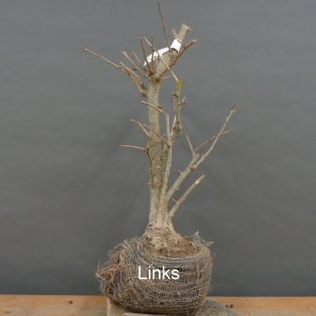 Preview: Ginkgo biloba Bonsai