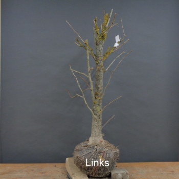 Preview: Ginkgo biloba Bonsai