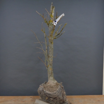 Ginkgo biloba Bonsai