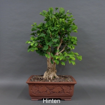 Preview: Ginkgo biloba Bonsai, hinten