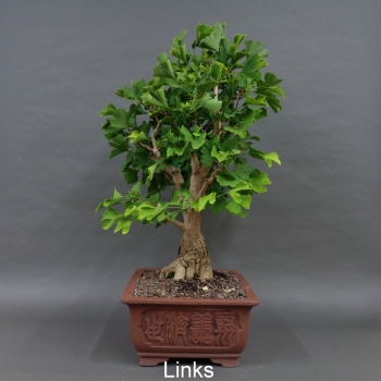 Preview: Ginkgo biloba Bonsai, links