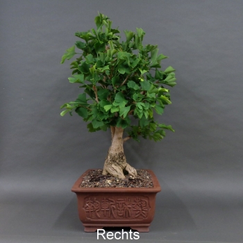 Preview: Ginkgo biloba Bonsai, rechts