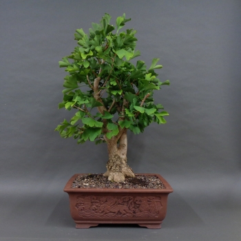 Ginkgo biloba Bonsai, vorn
