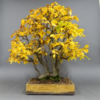 Bonsai, Hainbuche