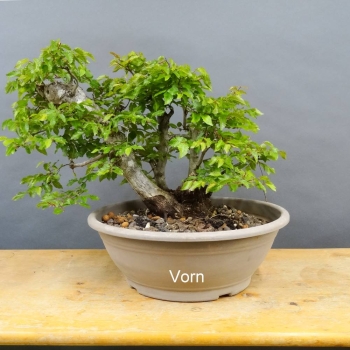 Carpinus Hainbuche Weissbuche