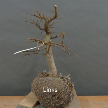 Preview: Carpinus Hainbuche, Bonsai