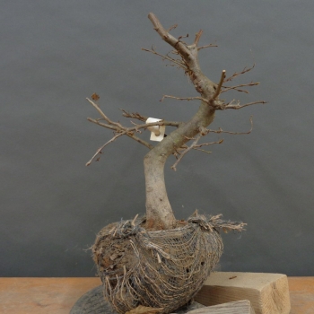 Hainbuche - Carpinus betulus B1