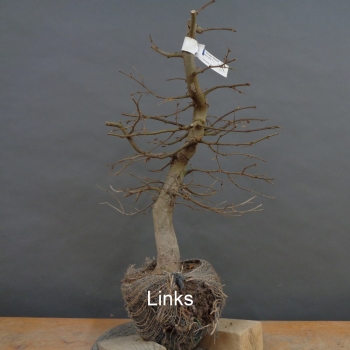 Preview: Carpinus Hainbuche, Bonsai