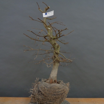 Hainbuche - Carpinus betulus B2