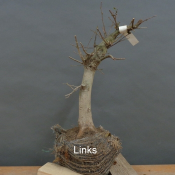 Preview: Carpinus Hainbuche, Bonsai