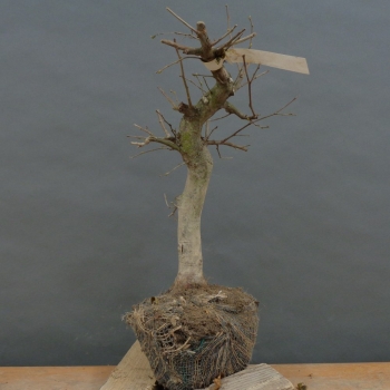 Preview: Carpinus Hainbuche, Bonsai