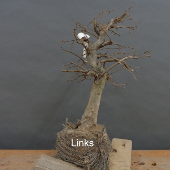 Preview: Carpinus Hainbuche, Bonsai