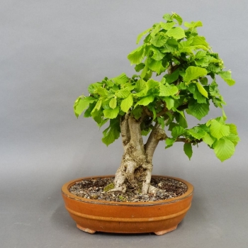 Hasel - Corylus avellana 1
