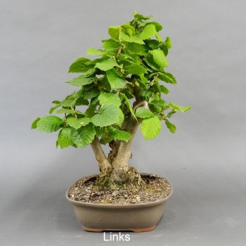 Corylus Hasel Bonsai