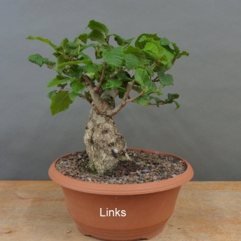 Preview: Corylus Hasel Bonsai