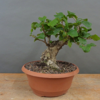 Corylus Hasel Bonsai
