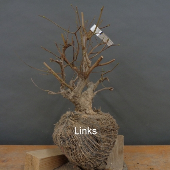 Corylus Hasel Bonsai