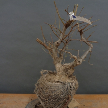 Corylus Hasel Bonsai