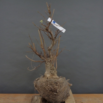 Corylus Hasel Bonsai