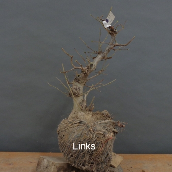 Corylus Hasel Bonsai