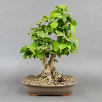 Corylus Hasel Bonsai