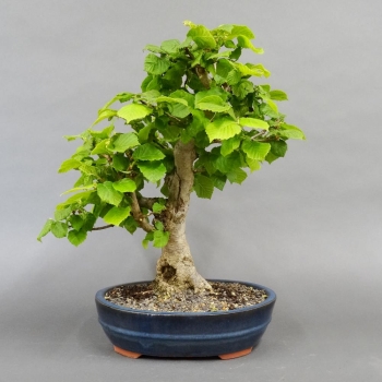 Corylus Hasel Bonsai