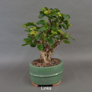 Preview: Hasel Bonsai, links