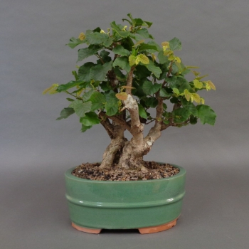 Hasel Bonsai, vorn