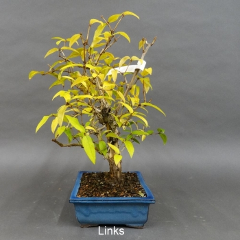 Preview: Winterheckenkirsche, Lonicera, purpusii