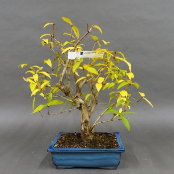 Winterheckenkirsche, Lonicera, purpusii