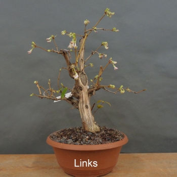 Preview: Winterheckenkirsche, Lonicera, purpusii