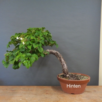 Preview: Hydangea, Hortensie, hinten